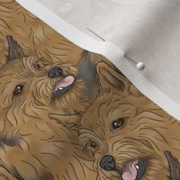 Norwich Terrier portrait pack