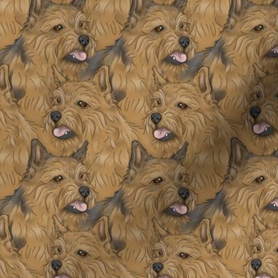 Norwich Terrier portrait pack