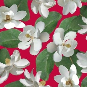 Magnolia on Red Medium