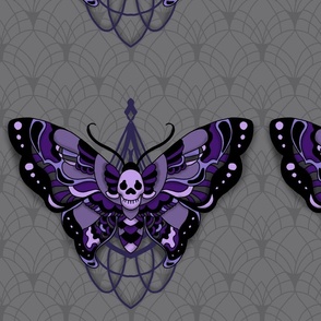 Gray & Purple Death's Head Moth 