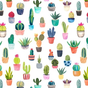 Fun Cacti - Cactus in pots L