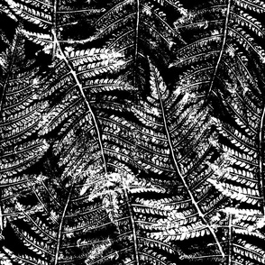 Fern leaves