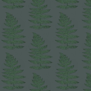 dark green fern botanical nature plants gray back