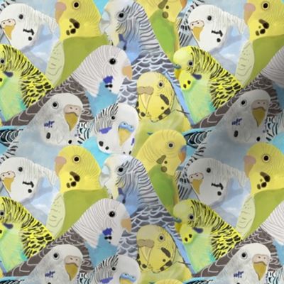 Budgie Parakeets Small Scale