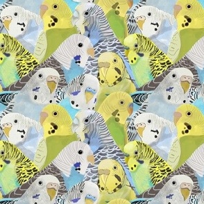 Budgie Parakeets Small Scale