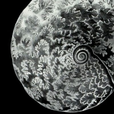 Ernst Haeckel Sea Life Fossils on black 