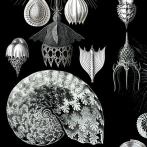 Ernst Haeckel Sea Life Fossils on black 