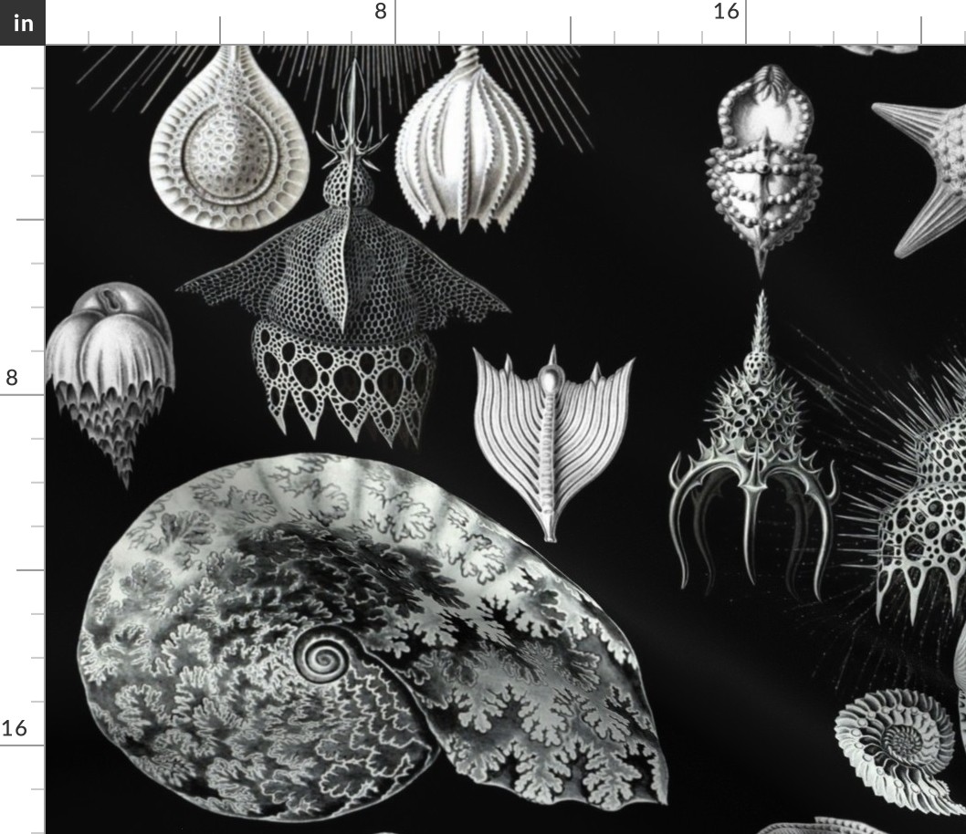 Ernst Haeckel Sea Life Fossils on black 