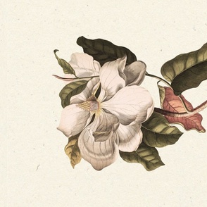 Antique Hand Painted Watercolor Magnolia Flower Tea Towel 