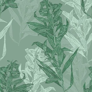 aster_plant_sage_green
