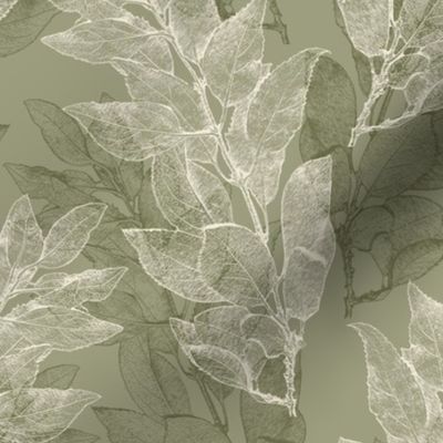 forsythia_leaves_olive-green
