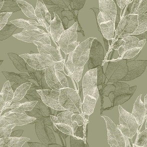 forsythia_leaves_olive-green