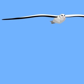 Soaring Albatross