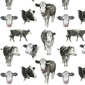 Cows on White
