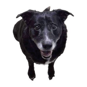 Black Labrador dog Annie Mae  18 x 18 inch panel dog photo quilt