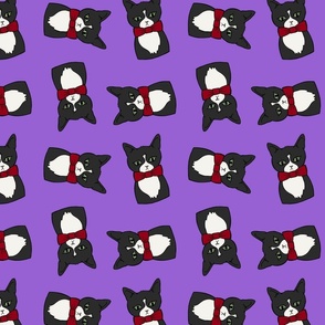 Tuxedo Cat - Purple