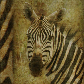AMBOSELI KENYA zebra