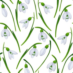 Snowdrops on white