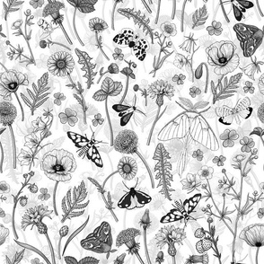 Wild flowers and moths, monochrome, on white