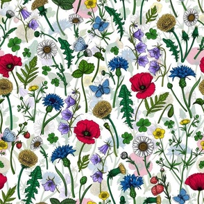 Wild flowers, poppies, cornflowers, daisies and more on natural white