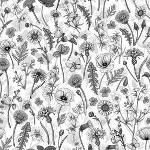 Wild flowers, poppies, cornflowers, daisies and more, monochrome on white