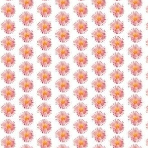 Single Pink Watercolour Daisy