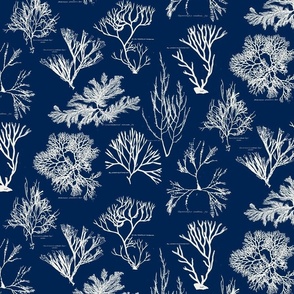 SEAWEED SILHOUETTES - LINEN ON NAVY