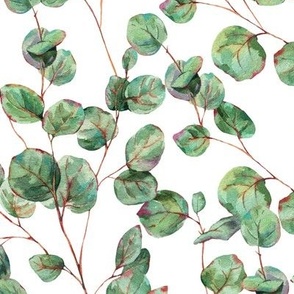 Eucalyptus green leaves on white