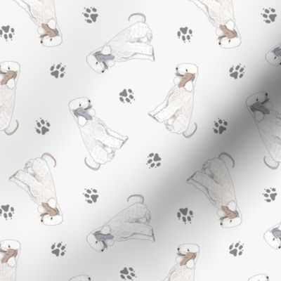 Tiny Bedlington Terriers - gray