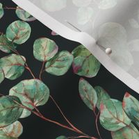 Eucalyptus green leaves on white