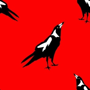 Australian Magpie on vivid red background 