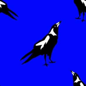 Australian Magpie on vivid blue background 