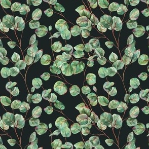 Botanical eucalyptus leaves on black