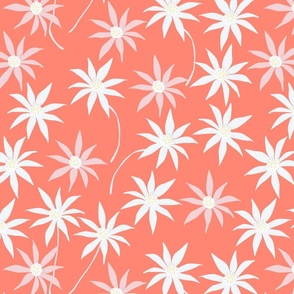 Flannel Flower pink orange 170