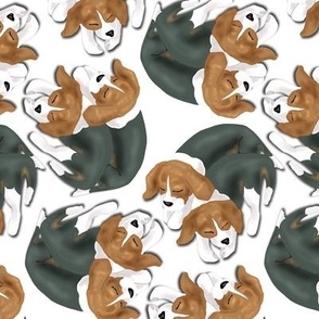 Sleeping Beagle Puppies on White