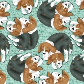 Sleeping Beagle Puppies on Turquoise