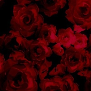 Dark Roses Viva Magenta