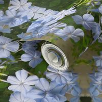 Blue Plumbago_5099