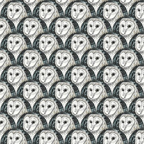 Barn Owl 24