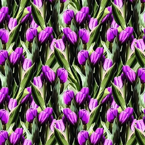 Pink  purple tulip field  watercolor 