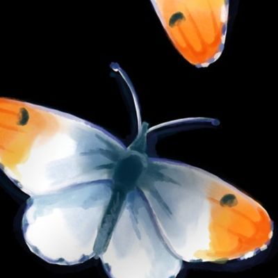 Orange Tip Butterflies, Black