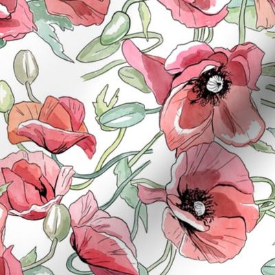 Poppies watercolor, poppy field