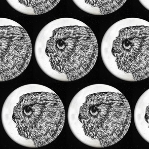 Black and White Screech Owl