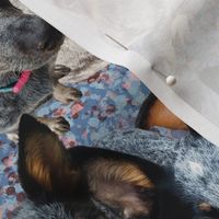 Blue Heeler puppy to adult