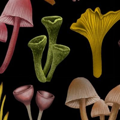 Mushrooms, Lichen & Colorful Fungi