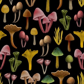 Mushrooms, Lichen & Colorful Fungi