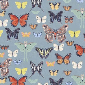 Specimen- Butterflies and Moths of the Carolinas, Blue 
