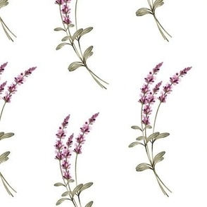 lavender watercolor herb garden on white
