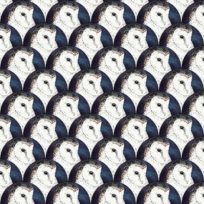 Barn Owls!