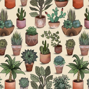 Desert Plants in Terra Cotta Pots 